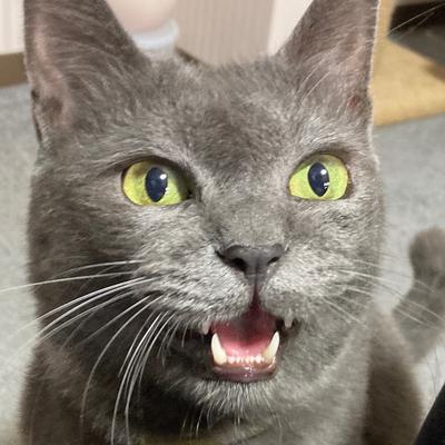 ぶんちゃん🐈‍⬛㌠'s avatar