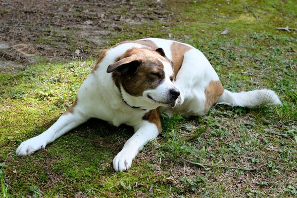 A landscape view of a white and brown dog lying on the green grass in his yard, scratching his head with his rear paw