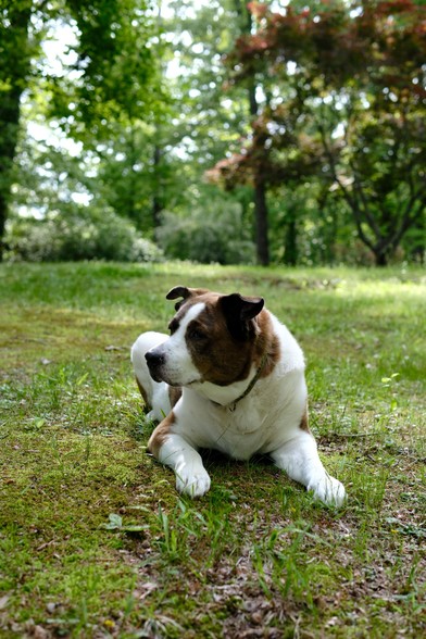 A white and brown dog lying on the ground with his head toward the left of the screen. Late afternoon sun is shining on him. A maple tree with green and orange leaves at the top right.