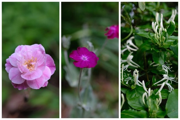 A three-photo collage (from the left): pink rose; red rose campion; white honeysuckle buds