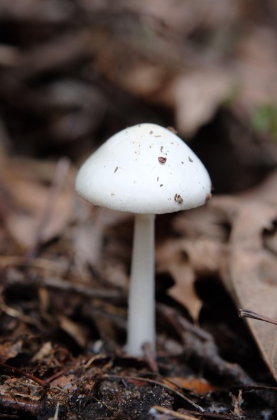 A white mushroom with a thin stem and a lampshade top growing out of fallen leaves