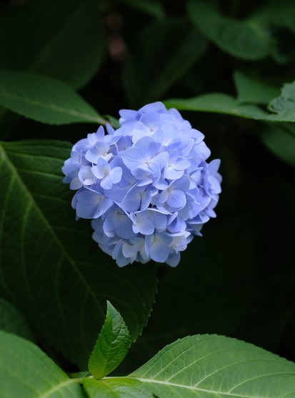 A light blue hydrangea blossom among bright green leaves