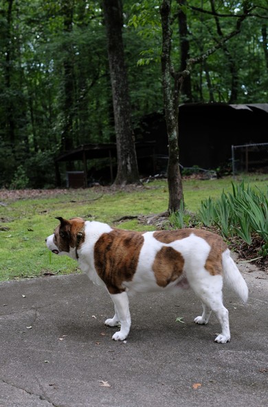 A white and brown dog standing on the driveway at home looking  to left, indifferent to his servant. Green grass and trees behind him.